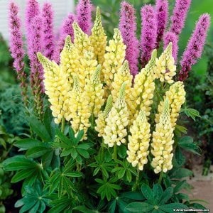Lupin çiçeği fidesi sarı gallery acı bakla çiçeği