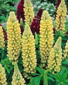 Lupin çiçeği fidesi sarı gallery acı bakla çiçeği