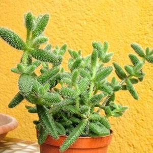 Delosperma echinatum sarı çiçekli
