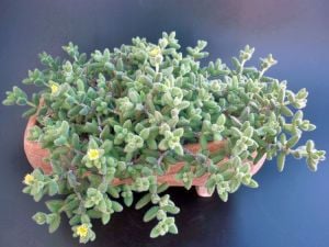 Delosperma echinatum sarı çiçekli