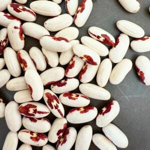 Asker fasulye tohumu soldier bean