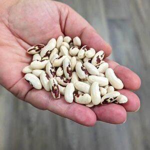 Asker fasulye tohumu soldier bean