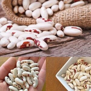 Asker fasulye tohumu soldier bean