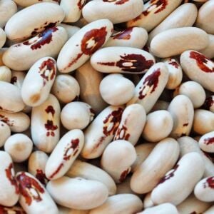 Asker fasulye tohumu soldier bean