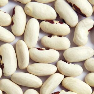 Asker fasulye tohumu soldier bean