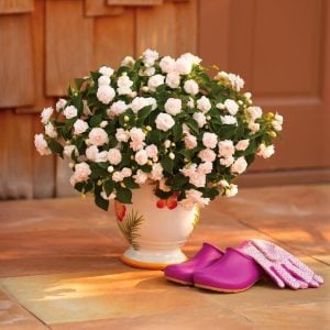 Appleblossom toz pembe cam güzeli fidesi impatiens