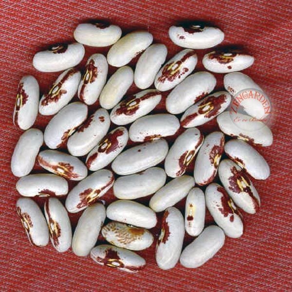 Asker fasulye tohumu soldier bean