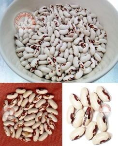 Asker fasulye tohumu soldier bean