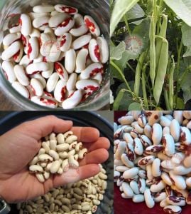 Asker fasulye tohumu soldier bean