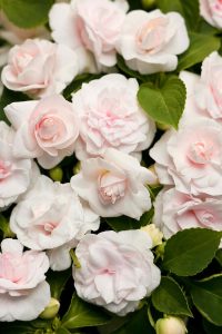 Appleblossom toz pembe cam güzeli fidesi impatiens