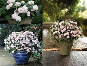 Appleblossom toz pembe cam güzeli fidesi impatiens