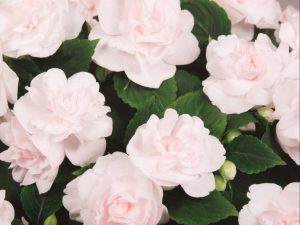 Appleblossom toz pembe cam güzeli fidesi impatiens
