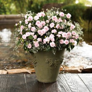 Appleblossom toz pembe cam güzeli fidesi impatiens