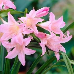 Amarcrinum howardii soğani