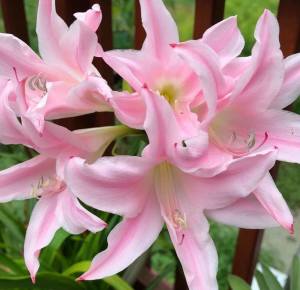 Amarcrinum howardii soğani