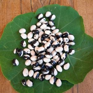 Kalipso fasulyesi tohumu calypso bean