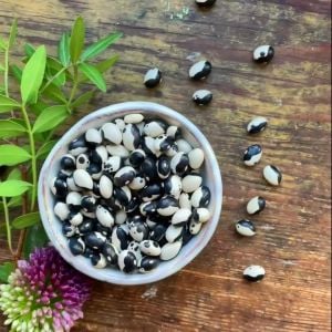 Kalipso fasulyesi tohumu calypso bean