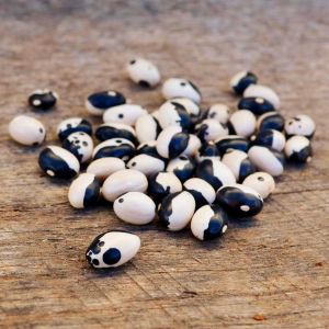 Kalipso fasulyesi tohumu calypso bean