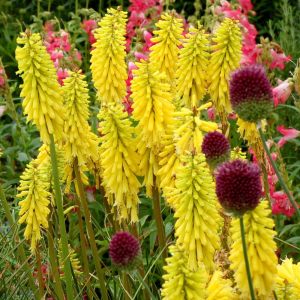 Citrina fener çiçeği fidesi kniphofia uvaria
