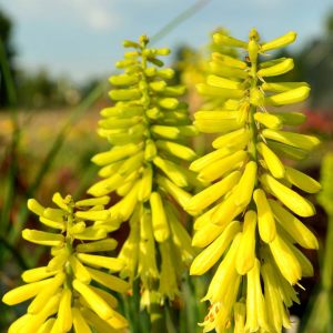 Citrina fener çiçeği fidesi kniphofia uvaria