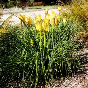 Citrina fener çiçeği fidesi kniphofia uvaria