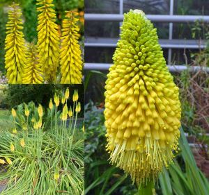 Citrina fener çiçeği fidesi kniphofia uvaria