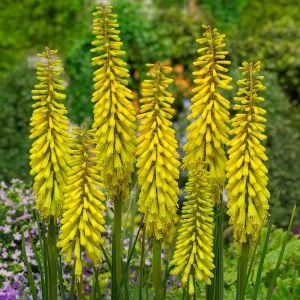 Citrina fener çiçeği fidesi kniphofia uvaria