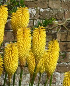 Citrina fener çiçeği fidesi kniphofia uvaria