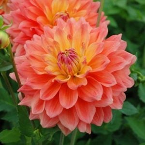 Ace summer sunset yıldız çiçeği soğanı dahlia çiçek çapı 20 cm