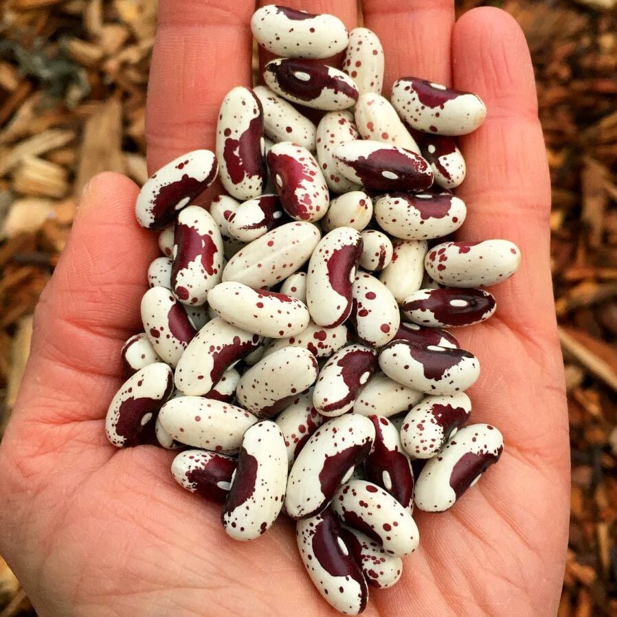 Kızılderili fasulyesi tohumu Jacop's cattle bean
