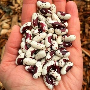 Kızılderili fasulyesi tohumu Jacop's cattle bean