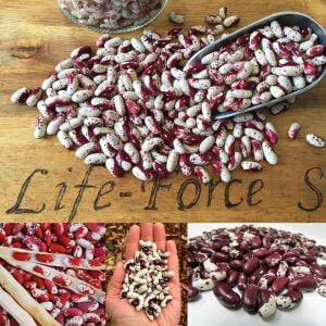 Kızılderili fasulyesi tohumu Jacop's cattle bean