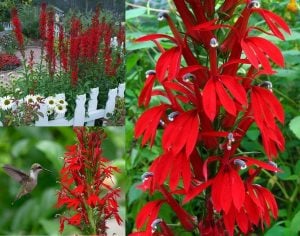 Kardinal lobelya çiçeği fidesi lobelia cardinalis