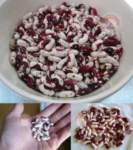 Kızılderili fasulyesi tohumu Jacop's cattle bean