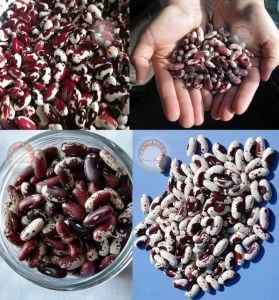 Kızılderili fasulyesi tohumu Jacop's cattle bean