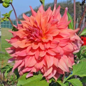 Ace summer sunset yıldız çiçeği soğanı dahlia çiçek çapı 20 cm