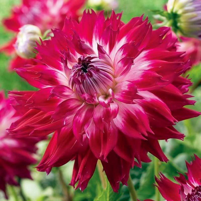 Fantaste du cape yıldız çiçeği soğanı dahlia çiçek çapı 18 cm