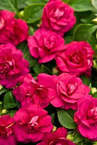 Mor cam güzeli fidesi impatiens walleriana