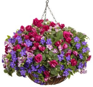 Mor cam güzeli fidesi impatiens walleriana
