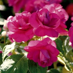 Mor cam güzeli fidesi impatiens walleriana