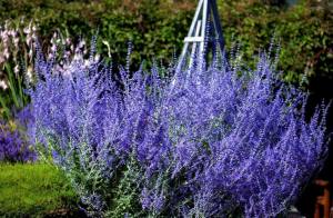 Taiga fidesi perovskia atriplicifolia bitkisi russian sage