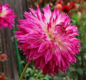 Fantaste du cape yıldız çiçeği soğanı dahlia çiçek çapı 18 cm