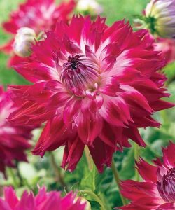 Fantaste du cape yıldız çiçeği soğanı dahlia çiçek çapı 18 cm