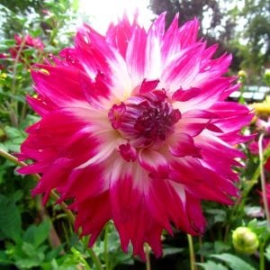 Fantaste du cape yıldız çiçeği soğanı dahlia çiçek çapı 18 cm