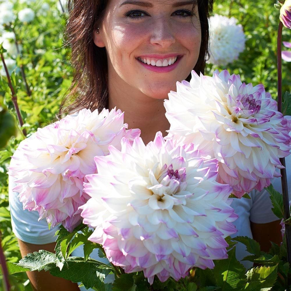 Hapet blue eyes yıldız çiçeği soğanı dahlia çiçek çapı 20 cm