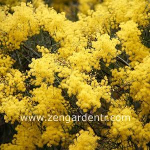 Acacia akasya tohumu | Zengarden - Türkiye'nin tercih ettiği