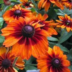 Rudbeckia cappuccino fidanı çok yıllık kalıcı bitki