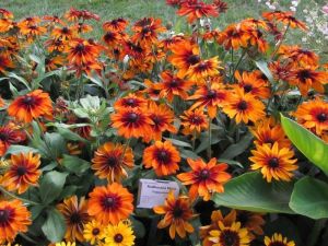 Rudbeckia cappuccino fidanı çok yıllık kalıcı bitki