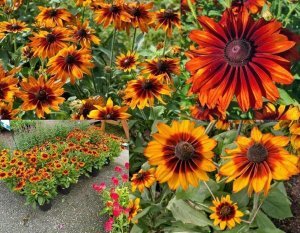 Rudbeckia cappuccino fidanı çok yıllık kalıcı bitki