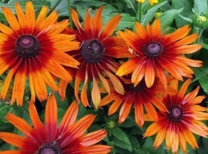 Rudbeckia cappuccino fidanı çok yıllık kalıcı bitki